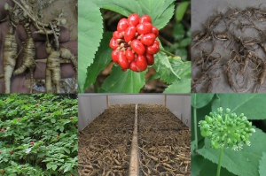 Ginseng Products - Colwell