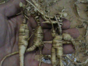 Fresh Ginseng Root 036-- Colwells Ginseng