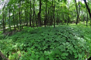 Ginseng Garden - Colwells Ginseng