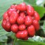 Ginseng Berries -11- Colwells Ginseng