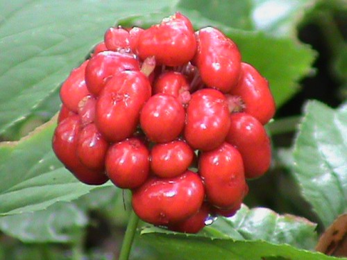 Ginseng Berries -11- Colwells Ginseng