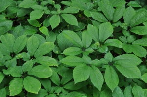 Ginseng Garden-Upclose---Colwells-Ginseng