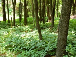 Ginseng Garden-2---Colwells-Ginseng