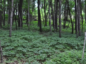 Ginseng Garden-4---Colwells-Ginseng