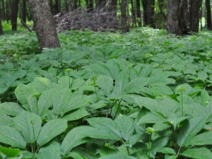 Ginseng Plants-5---Colwells-Ginseng