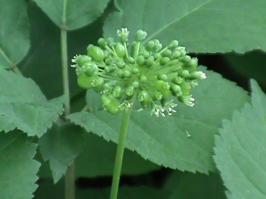 Ginseng Blossums-6---Colwells-Ginseng