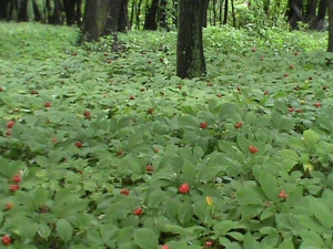 Ginseng Garden-7---Colwells-Ginseng