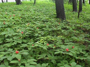 Ginseng Plants-8---Colwells-Ginseng