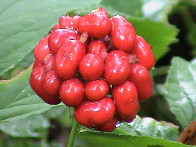 Ginseng Berries-9---Colwells-Ginseng