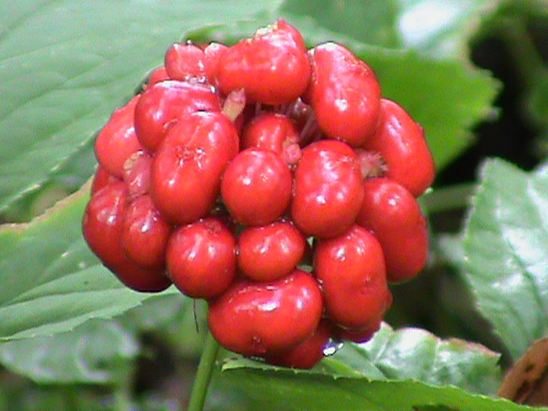 Stratified Ginseng Seed