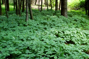 Ginseng-Garden---Colwells-Ginseng