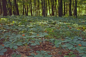 Ginseng-Products---Colwells-Ginseng
