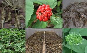 Ginseng Garden - Colwells Ginseng