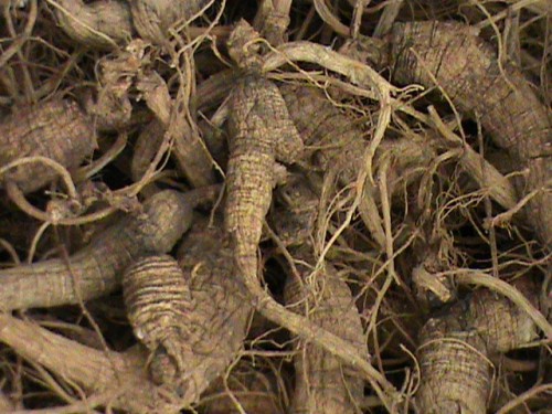 Wild Simulated Dry Ginseng Root -24- Colwells Ginseng