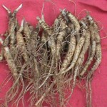 ginseng-rootlets36-colwells-ginseng