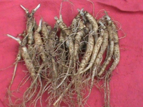 Ginseng Rootlet Combo Packets