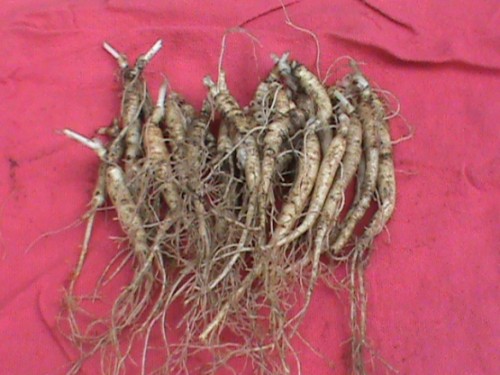 Ginseng Rootlets