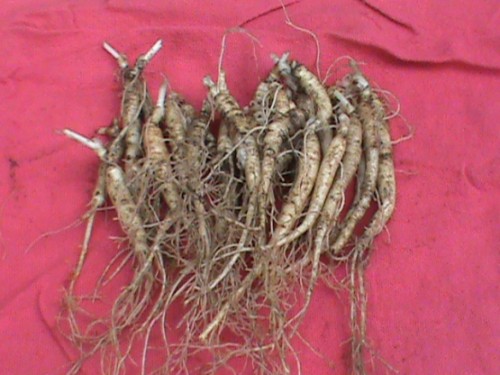 ginseng-rootlets38--colwells--ginseng