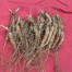 ginseng-rootlets38--colwells--ginseng