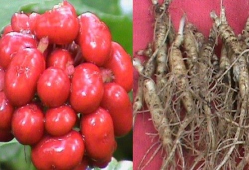 Ginseng Seed & Rootlet Kits